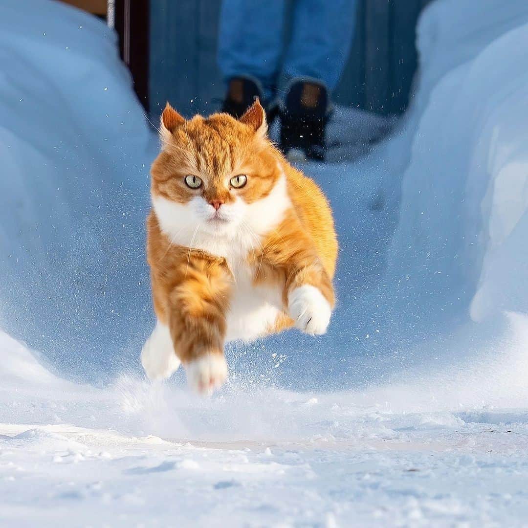 のインスタグラム：「Me when I'm late for school⠀ ⠀ 📷@cute_ginger_cat⠀ ⠀ #meowed #cutegingercat #fluffycat #flyingcat #running」