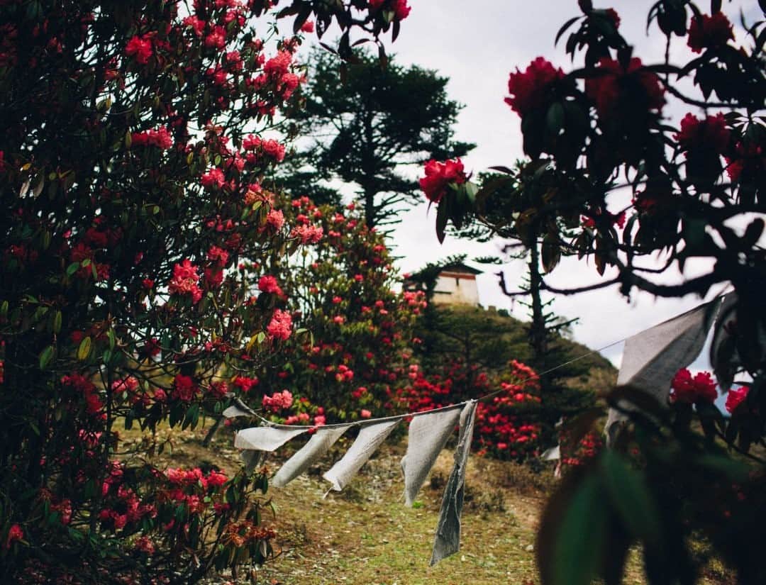 National Geographic Travelさんのインスタグラム写真 - (National Geographic TravelInstagram)「Photo by @joshuacogan / Weathered prayer flags hang between blooming rhododendrons on the pilgrimage route between Paro and Thimpu in Bhutan. The mountain kingdom has recognized some 49 different species of this plant within its borders, and it hosts an annual three-day festival celebrating these blooming plants every year. For more images of sacred places, plants, and pilgrimages, follow me @joshuacogan.」2月13日 4時36分 - natgeotravel