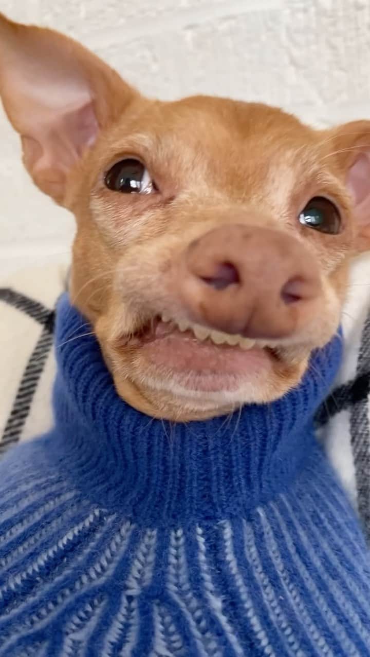 Tuna {breed:chiweenie} のインスタグラム：「Reminder that if you need a last minute Valentine’s gift, Tuna makes hilarious @cameo videos! I can’t guarantee that he’ll wink though, unless your name is Mike. Haha. Go to the link in his bio to REQUEST A CAMEO.」