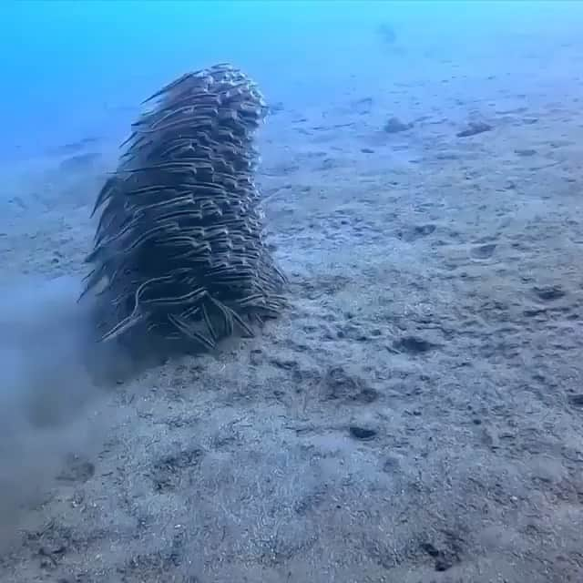 エディ・マクリントックのインスタグラム：「#repost @oceanindoors ・・・ 🌊 How mesmerizing is this!⁠ -⁣⠀﻿⁠ Follow us Today! 👉🏼 @everyday.ocean⁠ Follow us Today! 👉🏼 @everyday.ocean⁠ -⁠ 📷 This was reshared from DM for credit⁠ -⁣⠀﻿⁠ #saveourbeach #ocean #oceanlove #saveourseas #oceanlife #marineconservation #conservation #underwater #underwaterphotography #makeadifference #hawaii #saveouroceans #nomoreplastic #saveourplanet #savetheocean #oceanoptimism #bethechange #whalewatching #whale #wildlife #nature #sealife #beachlife #marinebiology #scuba #scubadiving #scubalife #marinelife #deepsea」