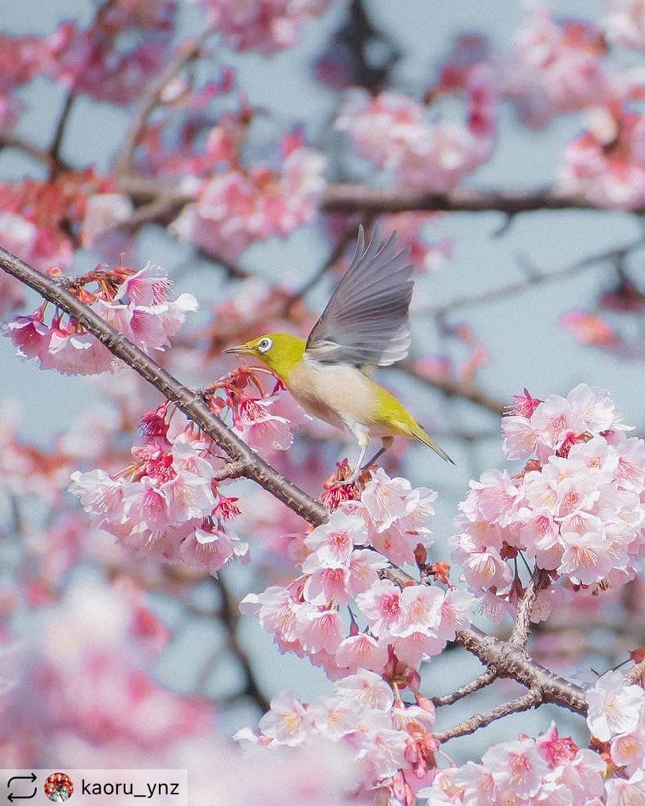 東京カメラガールズさんのインスタグラム写真 - (東京カメラガールズInstagram)「. . 今回のフィーチャーは @kaoru_ynz  さんの素敵な1枚👏 ご投稿ありがとうございます！ そして、おめでとうございます✨  これからもお写真の投稿楽しみにしています😊✨ ぜひ皆さんも、#カメラガールズ #東京カメラガールズ をつけて投稿してみてくださいね！ 素敵な写真を見つけ次第、こちらのアカウントでご紹介させていただきます😊 . . . . ＼部員募集／ カメラガールズメンバーになると 楽しいイベントや貴重な体験が 盛りだくさん！ 🖥 www.camera-girls.net カメラガールズ で検索してぜひ部員登録してね！ 登録は無料です(*´ᴗ`*)♪ . . . .」2月13日 6時10分 - tokyocameragirls