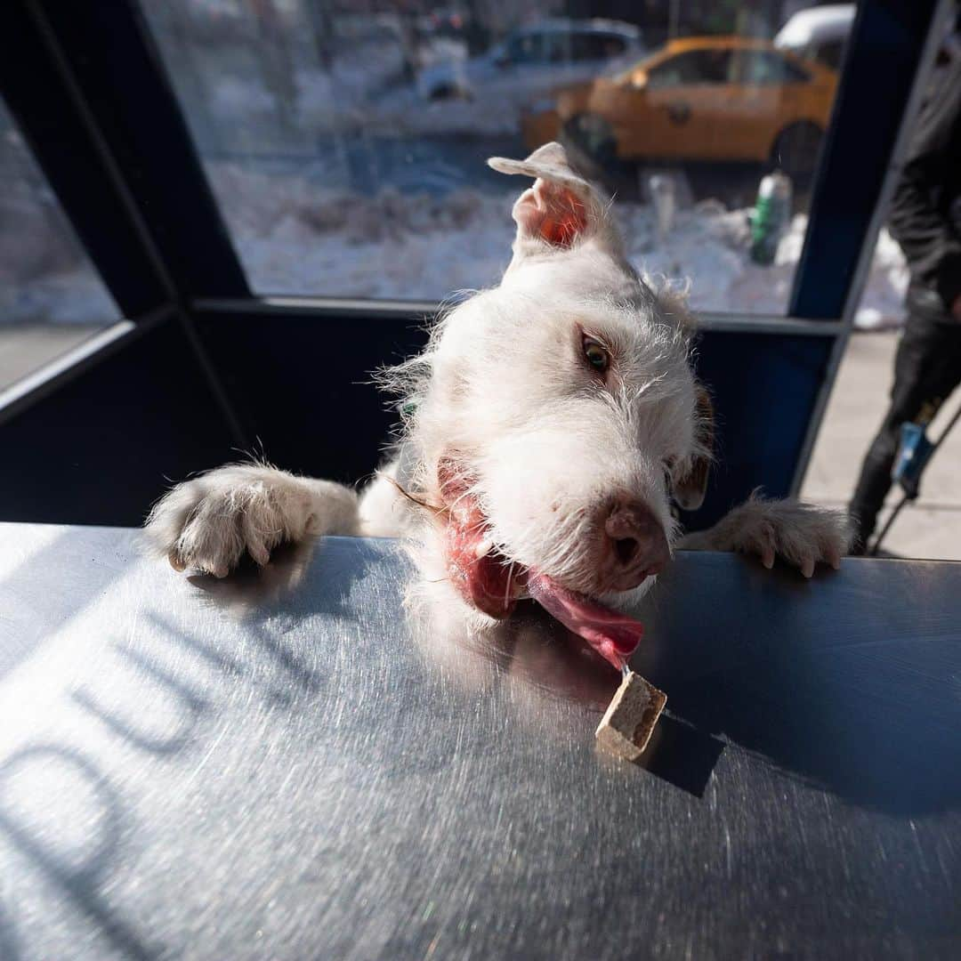 The Dogistさんのインスタグラム写真 - (The DogistInstagram)「Boris & Horton, Pit Bull Terrier mix & Terrier mix, @borisandhorton , NYC • “It all started because we wanted to stop and get a coffee without having to leave our dogs outside – we wanted all four of us to be able to enjoy the experience. So in 2018, we opened Boris & Horton, a dog friendly coffee shop. It’s our third anniversary. We worked with the department of health to have two different sides – a cafe side and a dog side. It’s become a whole community – people come with dogs or just by themselves to meet new friends. People with dogs are just nicer – dogs are such a catalyst for conversation. We do trivia nights, bingo nights, and tons of adoption events. We’ve helped 409 dogs get rescued so far (we have an ongoing tally). The pandemic hit, but folks still wanted to be part of the community. We’re closed inside, but our to-go window is open and we’re able to open on Valentine’s Day at 25% capacity. We like to think we’re the happiest place in New York, if not the world. Being here makes you smile.” • If you’re a dog oriented small business owner in NYC and would like to be featured, email info@thedogist. #AllInNYC #NYCstrong」2月13日 6時07分 - thedogist