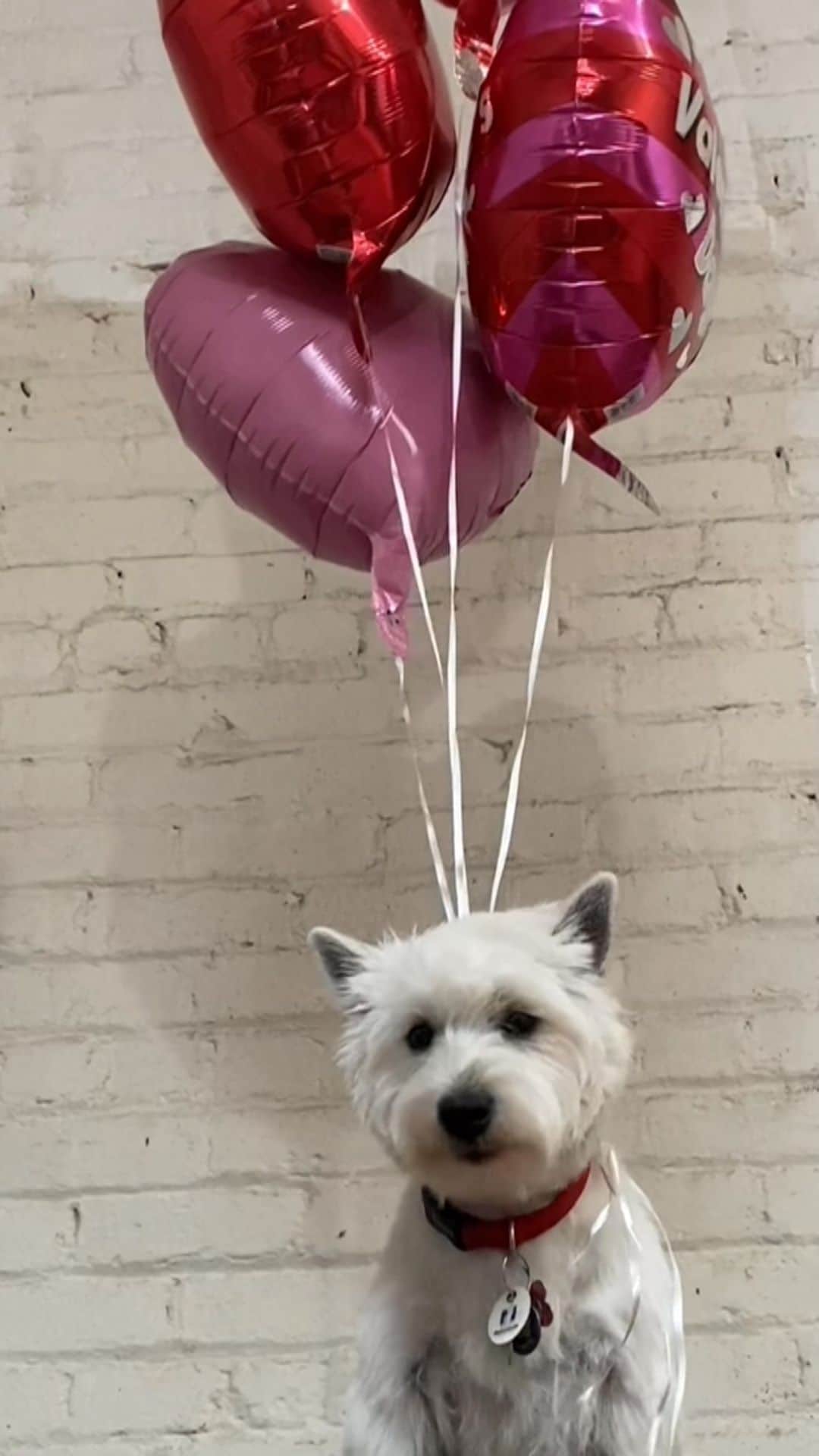 Dogs by Ginaのインスタグラム：「Off to find true love 💓」