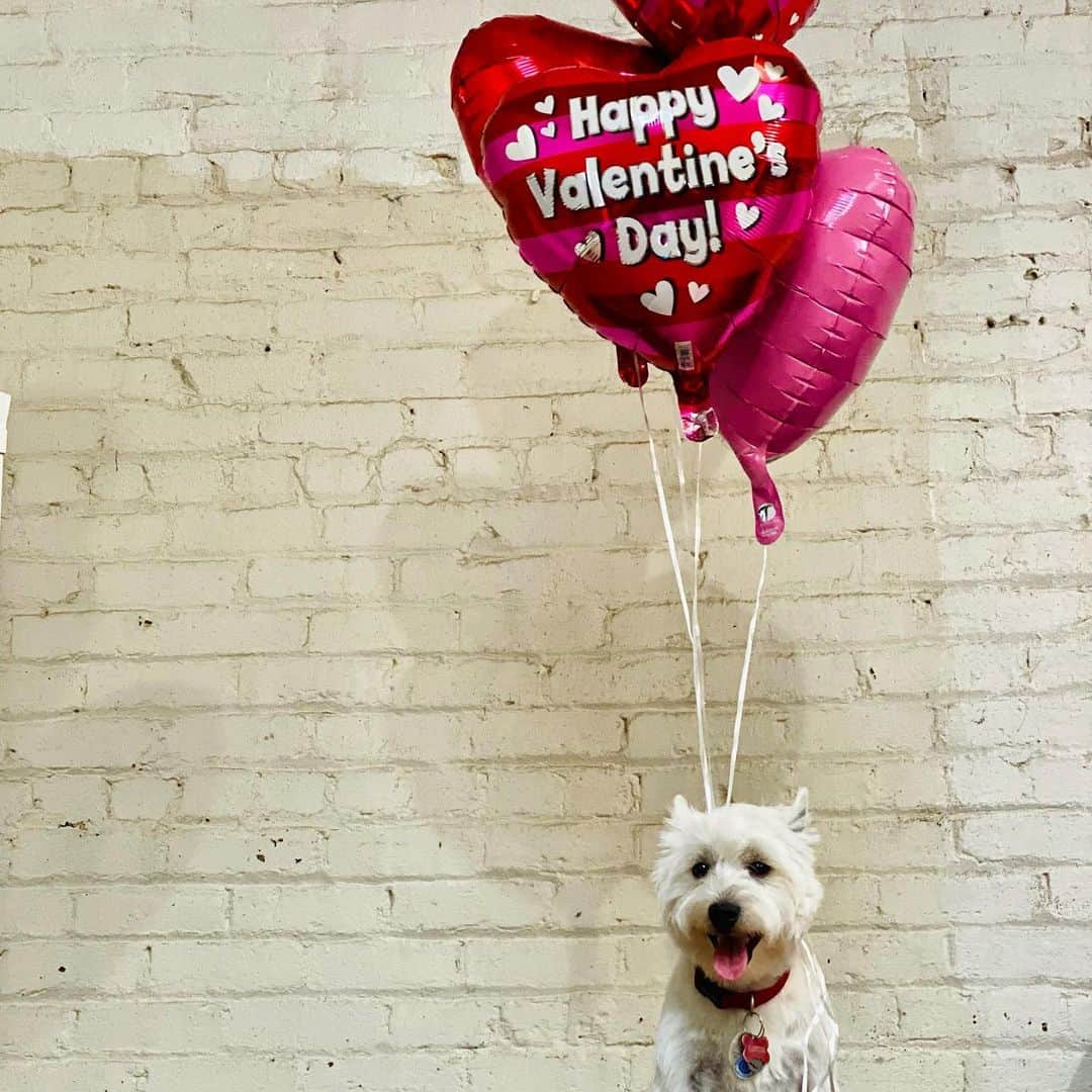 Dogs by Ginaのインスタグラム：「Don’t let the one you love get away this year!」