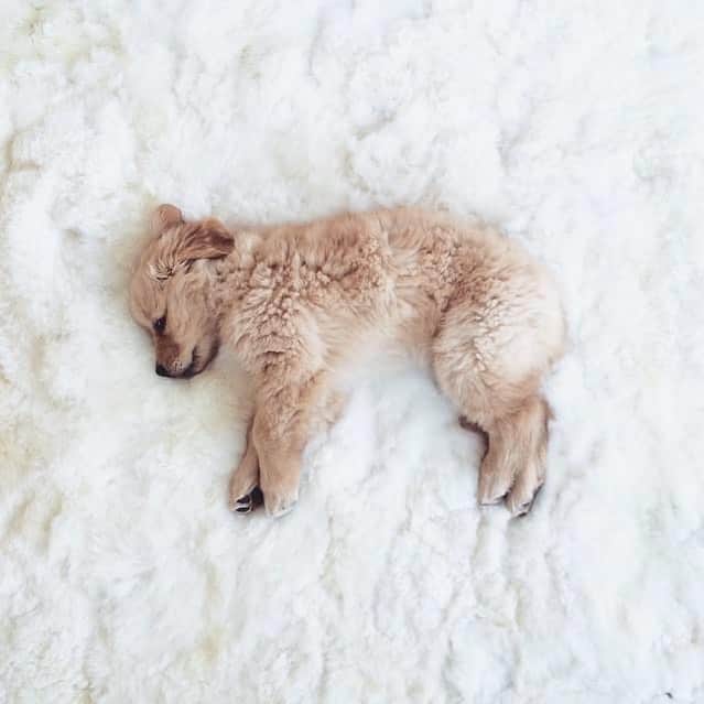 Buddy Boo Blueのインスタグラム：「Happy Lunar New Year from baby Blue on a rug! Wishing you a bright year ahead where we will all have reason to get up from this position.」