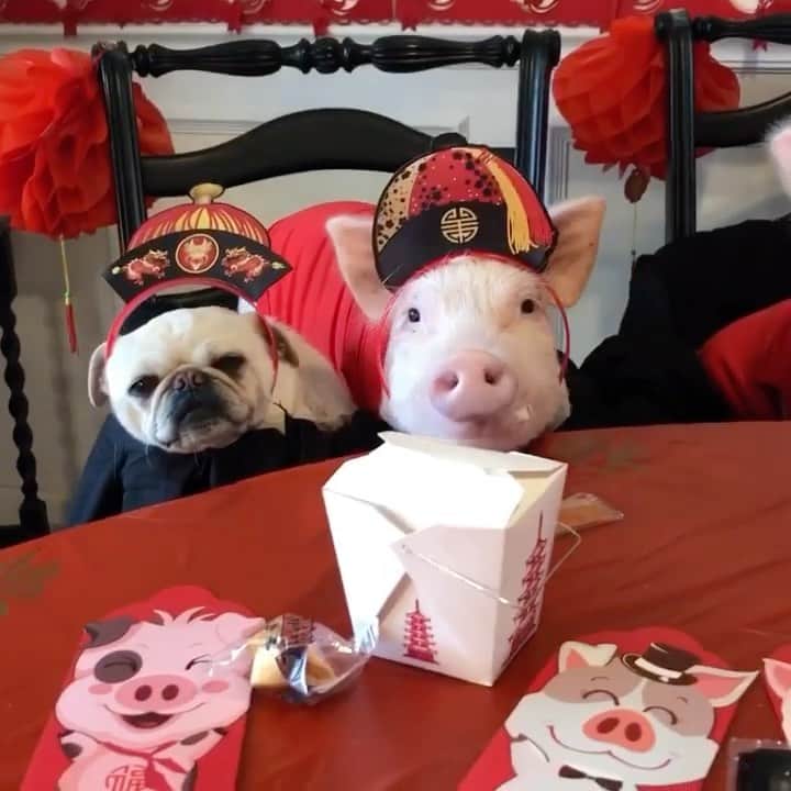 Priscilla and Poppletonのインスタグラム：「Happy Lunar New Year! Wishing a joyous and prosperous Year of the Ox to all those who celebrate!🐷🎉🐂🧧#fbf #lunarnewyear #Pigtailthepug #PiggyPenn #PoseyandPink #PrissyandPop」