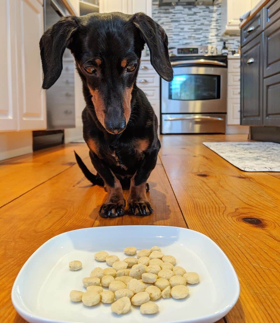 Crusoe the Celebrity Dachshundのインスタグラム：「“What is this, sawdust pellets?!”  (Starting my hypoallergenic hydrolyzed diet trial. And I’m kidding - it’s actually not bad!)  ~ Crusoe」