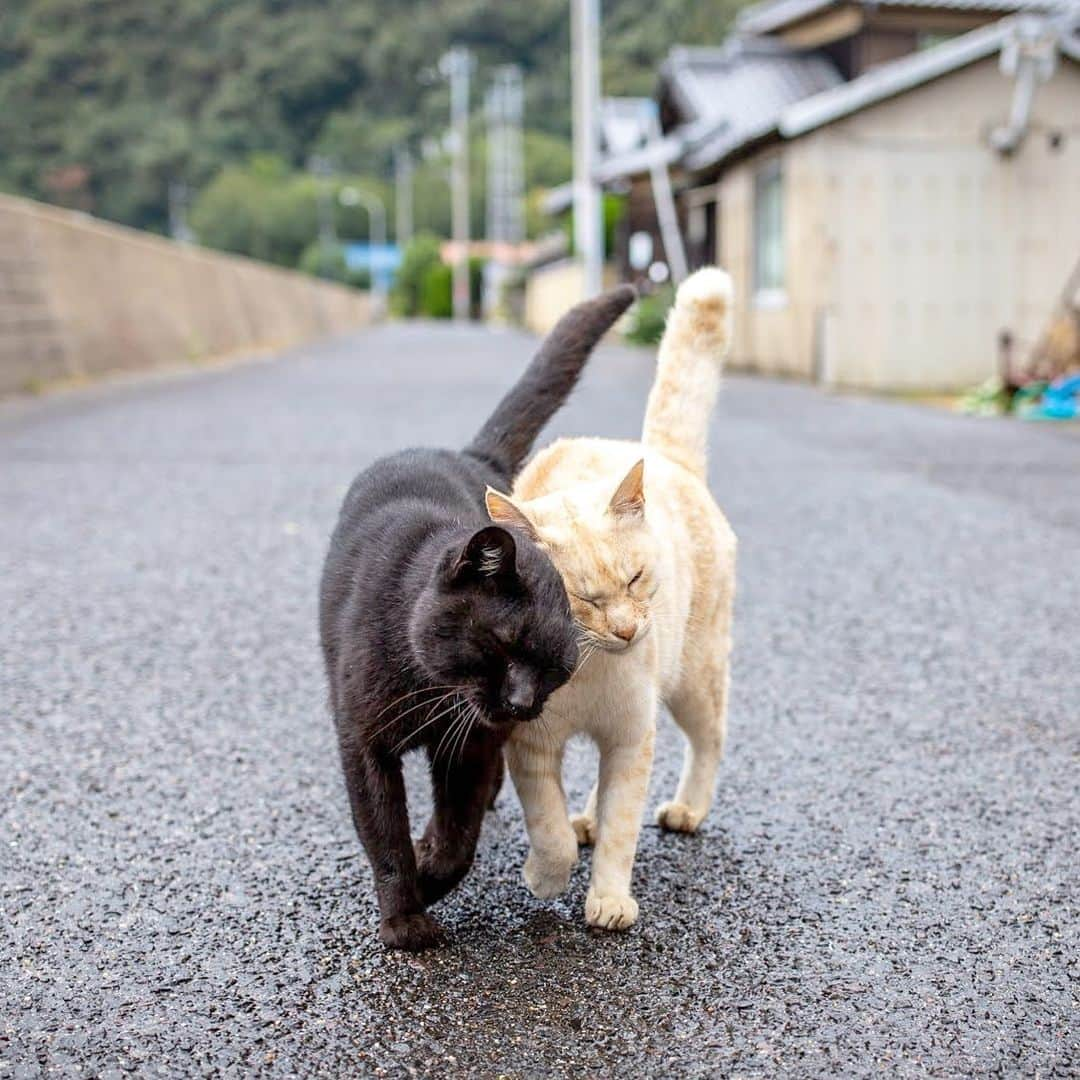 8282さんのインスタグラム写真 - (8282Instagram)「すりすり ・ ・ ・ #僕らの居場所は言わにゃいで  #カワイイだけが猫じゃない #cat#animal#ilovecat#gato #ねこ#猫#ふわもこ部 #にゃんすたぐらむ #catsofinstagram#東京カメラ部 #IGersJP#nekoclub#NEKOくらぶ #catlover#catloversclub #写真撮ってる人と繋がりたい ・ ☆非演出のススメ☆」2月13日 6時42分 - haniyan0821