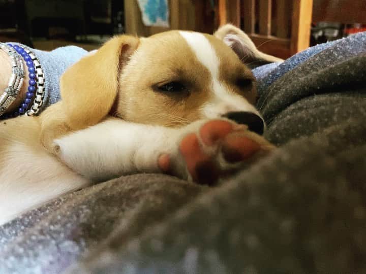 ダン・ブカティンスキーのインスタグラム：「Cozy weekend vibes. #friday #dog  #robbie @robbiepuppypix」
