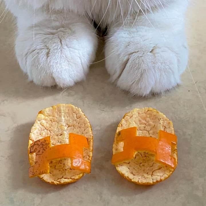 のインスタグラム：「When you want a Hermès , but this is all you can afford..⠀ ⠀ 📷@@toasted_elvis ⠀ ⠀ #meowed #toastedelvis #BSH #britishshorthair #Hermès」