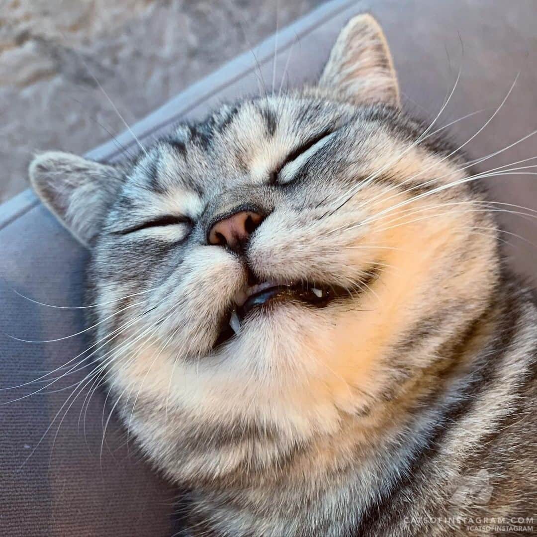 Cats of Instagramのインスタグラム：「From @twosilverfloofs: “When you’re having a really good dream.. 🐠 🧶🐭🦄🦁🪐💰🧸” #catsofinstagram」