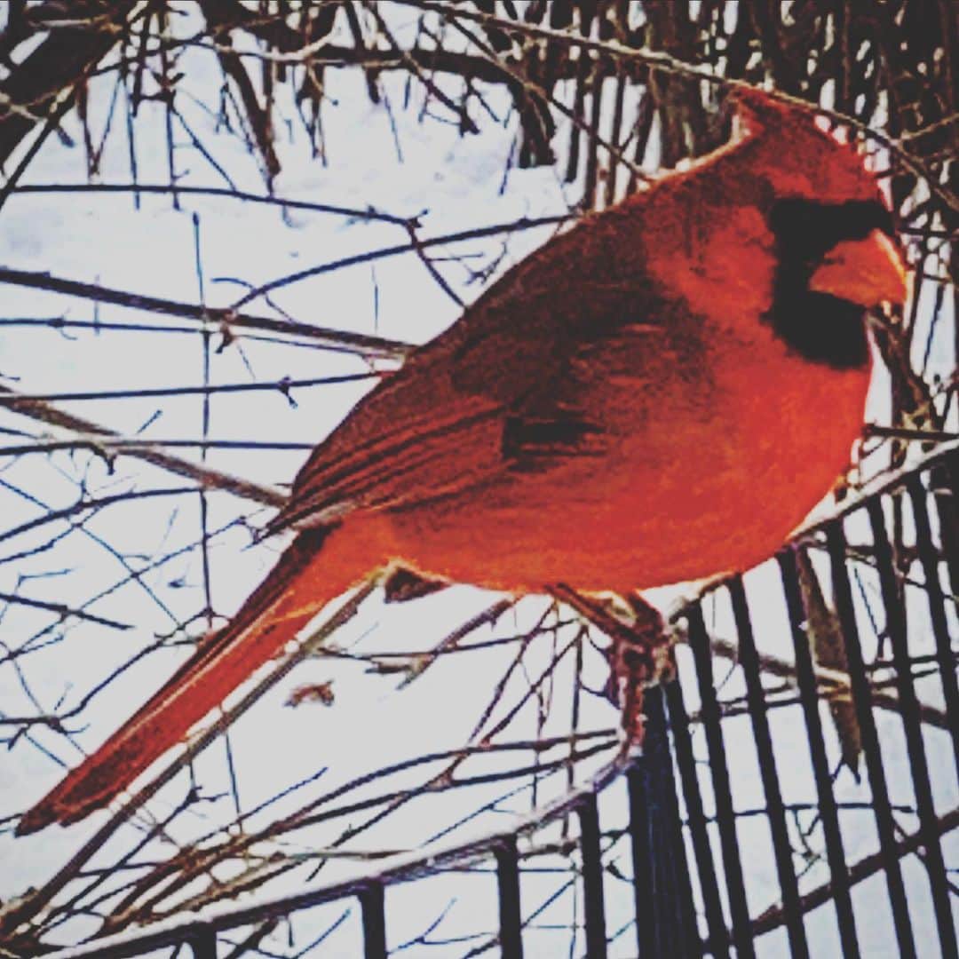 JULIEN D'YSのインスタグラム：「M’y friend from the park the #redcardinal ❤️ #centralpark #february12.2021 #newyork」