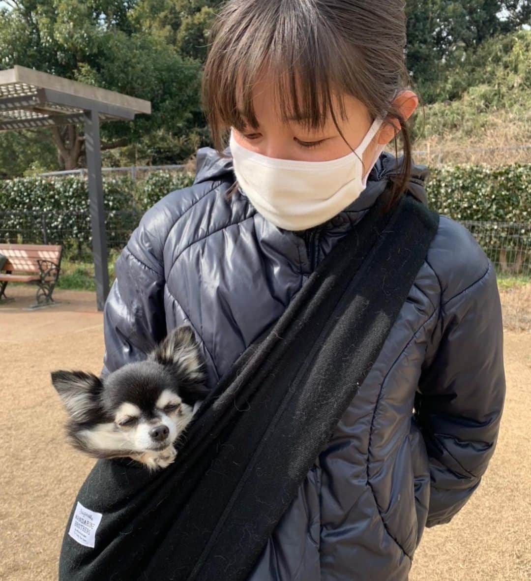 小野真弓さんのインスタグラム写真 - (小野真弓Instagram)「おはようございます^_^ 今日も良い天気🌞✨ 良い週末を＼(^ω^)／🍀 ドッグランへ行こうとしたら〜 お散歩中のお友達わんこ、小春ちゃんにばったり🌸 へーい🚗🙋🏻‍♀️彼女たち〜👱‍♀️🐶 って、ナンパして😏 みんなでランランしました🐶🐶🐶✨😷😷 記念撮影モードで、ぴと🐾📸のハナハルに、、 ソーシャルディスタンス 困惑顔の、小春ちゃん🥺💓😂 #チワワ#ハナちゃん #チワマル#ハルくん #ジャップー#小春ちゃん #ドッグラン#ちばすたぐらむ#千葉暮らし#犬のいる暮らし #chihuahua #maltese #mixdog #toypoodle #jackrussellterrier #doglover #dogstagram #いぬすたぐらむ #いぬばか部 #市原sa上り　🏝🌺🤙」2月13日 7時27分 - hanaharuaroi