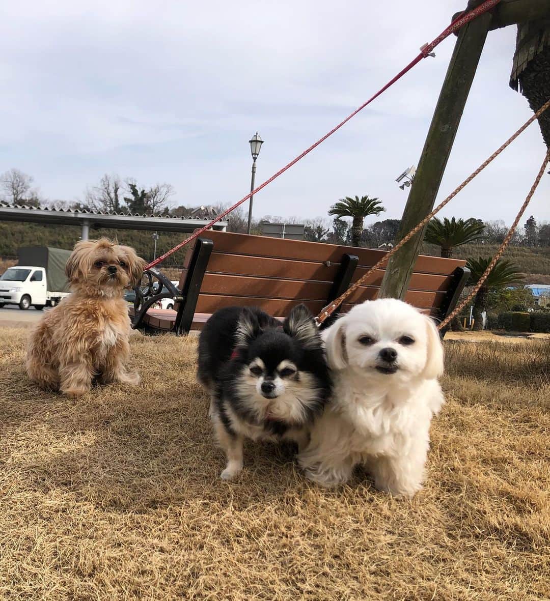 小野真弓さんのインスタグラム写真 - (小野真弓Instagram)「おはようございます^_^ 今日も良い天気🌞✨ 良い週末を＼(^ω^)／🍀 ドッグランへ行こうとしたら〜 お散歩中のお友達わんこ、小春ちゃんにばったり🌸 へーい🚗🙋🏻‍♀️彼女たち〜👱‍♀️🐶 って、ナンパして😏 みんなでランランしました🐶🐶🐶✨😷😷 記念撮影モードで、ぴと🐾📸のハナハルに、、 ソーシャルディスタンス 困惑顔の、小春ちゃん🥺💓😂 #チワワ#ハナちゃん #チワマル#ハルくん #ジャップー#小春ちゃん #ドッグラン#ちばすたぐらむ#千葉暮らし#犬のいる暮らし #chihuahua #maltese #mixdog #toypoodle #jackrussellterrier #doglover #dogstagram #いぬすたぐらむ #いぬばか部 #市原sa上り　🏝🌺🤙」2月13日 7時27分 - hanaharuaroi