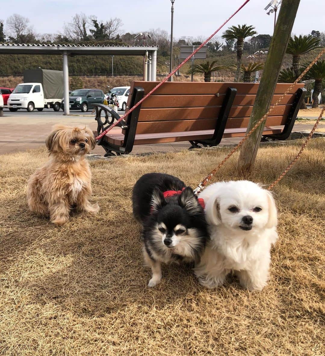 小野真弓さんのインスタグラム写真 - (小野真弓Instagram)「おはようございます^_^ 今日も良い天気🌞✨ 良い週末を＼(^ω^)／🍀 ドッグランへ行こうとしたら〜 お散歩中のお友達わんこ、小春ちゃんにばったり🌸 へーい🚗🙋🏻‍♀️彼女たち〜👱‍♀️🐶 って、ナンパして😏 みんなでランランしました🐶🐶🐶✨😷😷 記念撮影モードで、ぴと🐾📸のハナハルに、、 ソーシャルディスタンス 困惑顔の、小春ちゃん🥺💓😂 #チワワ#ハナちゃん #チワマル#ハルくん #ジャップー#小春ちゃん #ドッグラン#ちばすたぐらむ#千葉暮らし#犬のいる暮らし #chihuahua #maltese #mixdog #toypoodle #jackrussellterrier #doglover #dogstagram #いぬすたぐらむ #いぬばか部 #市原sa上り　🏝🌺🤙」2月13日 7時27分 - hanaharuaroi