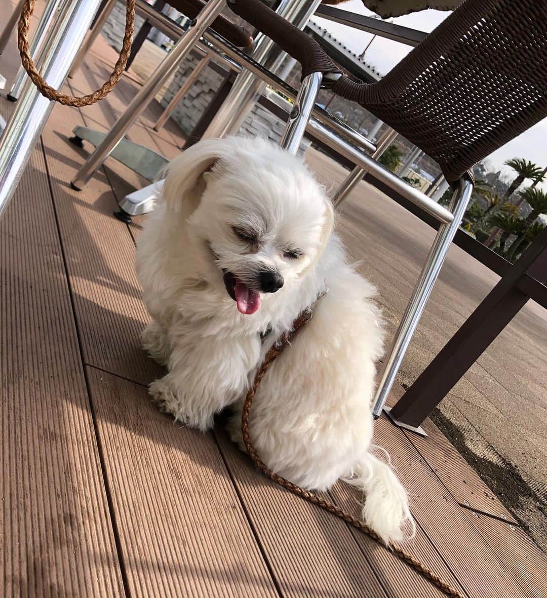 小野真弓さんのインスタグラム写真 - (小野真弓Instagram)「おはようございます^_^ 今日も良い天気🌞✨ 良い週末を＼(^ω^)／🍀 ドッグランへ行こうとしたら〜 お散歩中のお友達わんこ、小春ちゃんにばったり🌸 へーい🚗🙋🏻‍♀️彼女たち〜👱‍♀️🐶 って、ナンパして😏 みんなでランランしました🐶🐶🐶✨😷😷 記念撮影モードで、ぴと🐾📸のハナハルに、、 ソーシャルディスタンス 困惑顔の、小春ちゃん🥺💓😂 #チワワ#ハナちゃん #チワマル#ハルくん #ジャップー#小春ちゃん #ドッグラン#ちばすたぐらむ#千葉暮らし#犬のいる暮らし #chihuahua #maltese #mixdog #toypoodle #jackrussellterrier #doglover #dogstagram #いぬすたぐらむ #いぬばか部 #市原sa上り　🏝🌺🤙」2月13日 7時27分 - hanaharuaroi