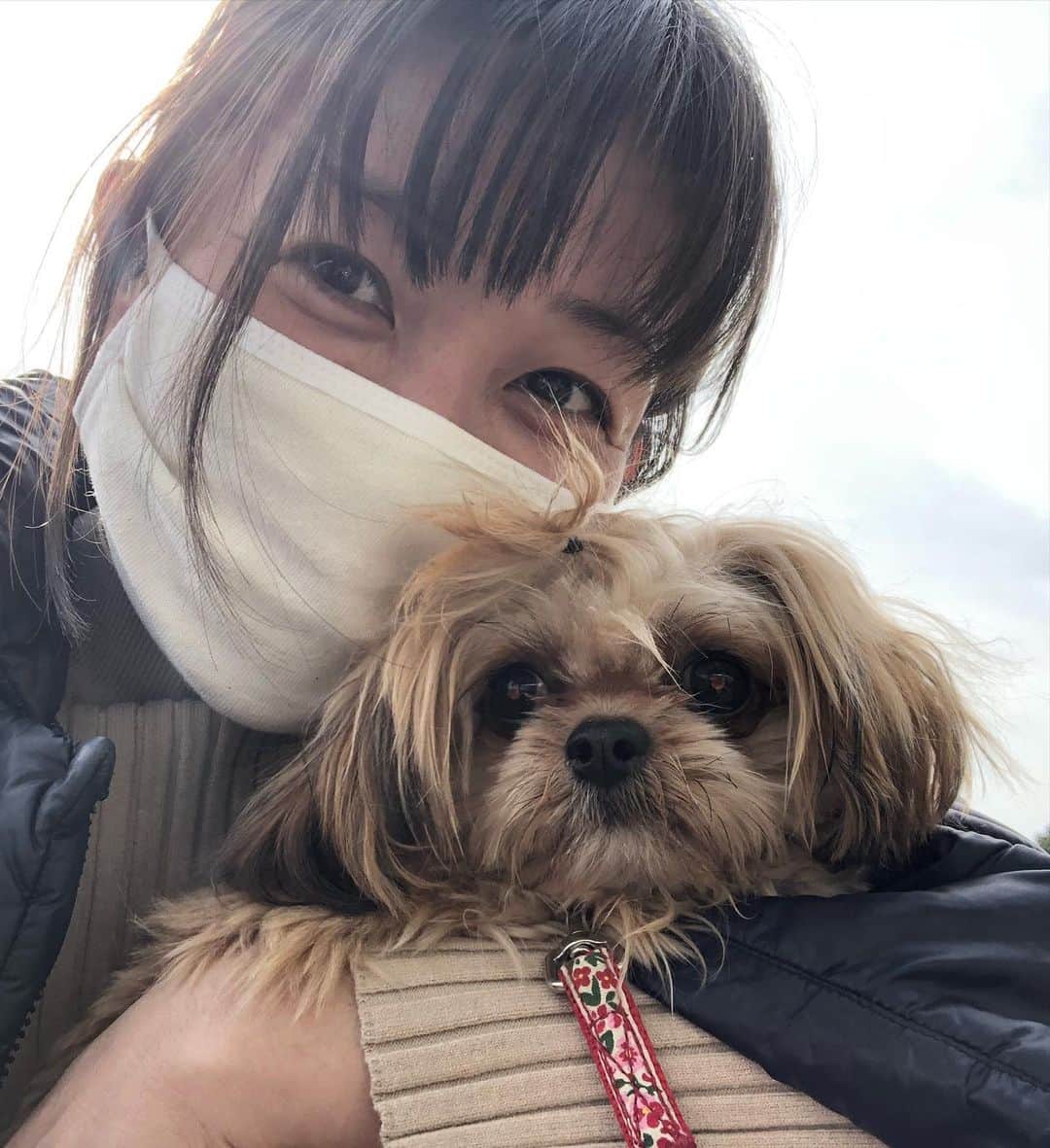 小野真弓さんのインスタグラム写真 - (小野真弓Instagram)「おはようございます^_^ 今日も良い天気🌞✨ 良い週末を＼(^ω^)／🍀 ドッグランへ行こうとしたら〜 お散歩中のお友達わんこ、小春ちゃんにばったり🌸 へーい🚗🙋🏻‍♀️彼女たち〜👱‍♀️🐶 って、ナンパして😏 みんなでランランしました🐶🐶🐶✨😷😷 記念撮影モードで、ぴと🐾📸のハナハルに、、 ソーシャルディスタンス 困惑顔の、小春ちゃん🥺💓😂 #チワワ#ハナちゃん #チワマル#ハルくん #ジャップー#小春ちゃん #ドッグラン#ちばすたぐらむ#千葉暮らし#犬のいる暮らし #chihuahua #maltese #mixdog #toypoodle #jackrussellterrier #doglover #dogstagram #いぬすたぐらむ #いぬばか部 #市原sa上り　🏝🌺🤙」2月13日 7時27分 - hanaharuaroi
