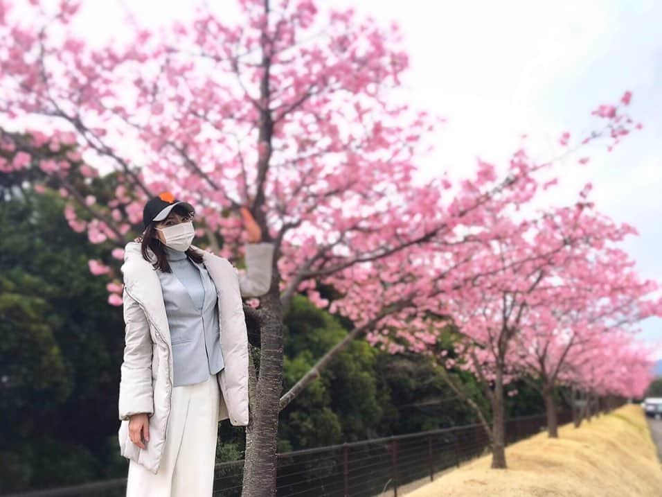 佐藤由季さんのインスタグラム写真 - (佐藤由季Instagram)「実は#河津桜 が満開🌸 のサンマリンスタジアム宮崎なんですよ🏟 選手の様子をお伝えするのはもちろん キャンプ地の魅力をお伝えするのも #Gラヂ の楽しみのひとつです🥰 そんな昨日は選手の全体練習も 早めに切り上げられた為、Gラヂ放送も急遽 ２回のみでしたが今日は予定通りのはず🙇‍♀️ ・ ①10:30〜 ②13:30〜 ③15:30〜 それぞれ約30分間 ・ そして本日のサトークテーマは… 「私の華麗なカレー体験🍛」 とにかく…カレーのお話がしたいんです😂 あ、華麗なプレーのお話も大歓迎⚾️ パソコンやスマホからツイキャスで どなたでも無料で聴けますので、#Gラヂ  を付けてコメントもお待ちしています💌 11:00〜#日テレジータス #キャンプ中継  にて、選手の皆さんの華麗な練習姿も お見逃しなく⚾️ #giantsPP  #ジャイアンツ  #宮崎キャンプ  #第三クール  #キャッチボール  #パーソナリティ  #佐藤由季  #おねだり ではないですよ笑 #選手の食堂 にある #カレー は飲み物スタイルで🙏 #なんじゃこら 笑 #以前食べた  #なんじゃこら大福  #なんじゃこらシュー  #また食べたいなぁ 🥺」2月13日 7時31分 - yukisato0710