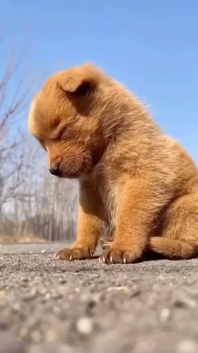 animalsのインスタグラム：「The sleepiest little pup 🥰 Via: @Pup」