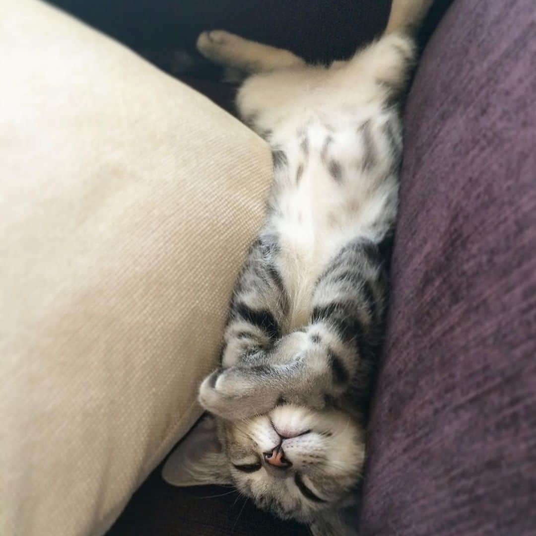 Alain アランさんのインスタグラム写真 - (Alain アランInstagram)「Good morning! Bonjour!﻿ Happy Caturday! Time machine. Back to 2014. Baby Alain at 2.5 months old. Kitten’s work is sleep. *﻿ おはようございます。﻿ 土曜日は蔵出しアラン！子猫時代のアランをお見せしています。 タイムマシンで2014年へ。 ベビーアラン、生後2ヶ月半。寝るのが子猫の仕事ですね。 * #2014 #babyalain#PrinceAlain #catstagram #cat_features  #topcatphoto #cutepetclub #catsofinstagram #cats_of_world #meowsandwoofs #meowvswoof﻿ #excellent_cats #catstocker  #bestmeow #bestcats_oftheworld #INSTACAT_MEOWS #peco #animalsco #mofmo #みんねこ #ふわもこ部 #ねこのきもち #アメショー #ねこのきもちふろく ョートヘア #猫 #朝ワンコ夕ニャンコ #ねこちゃんホンポ #猫好きさんと繋がりたい #nekoclub」2月13日 8時08分 - alain_cat