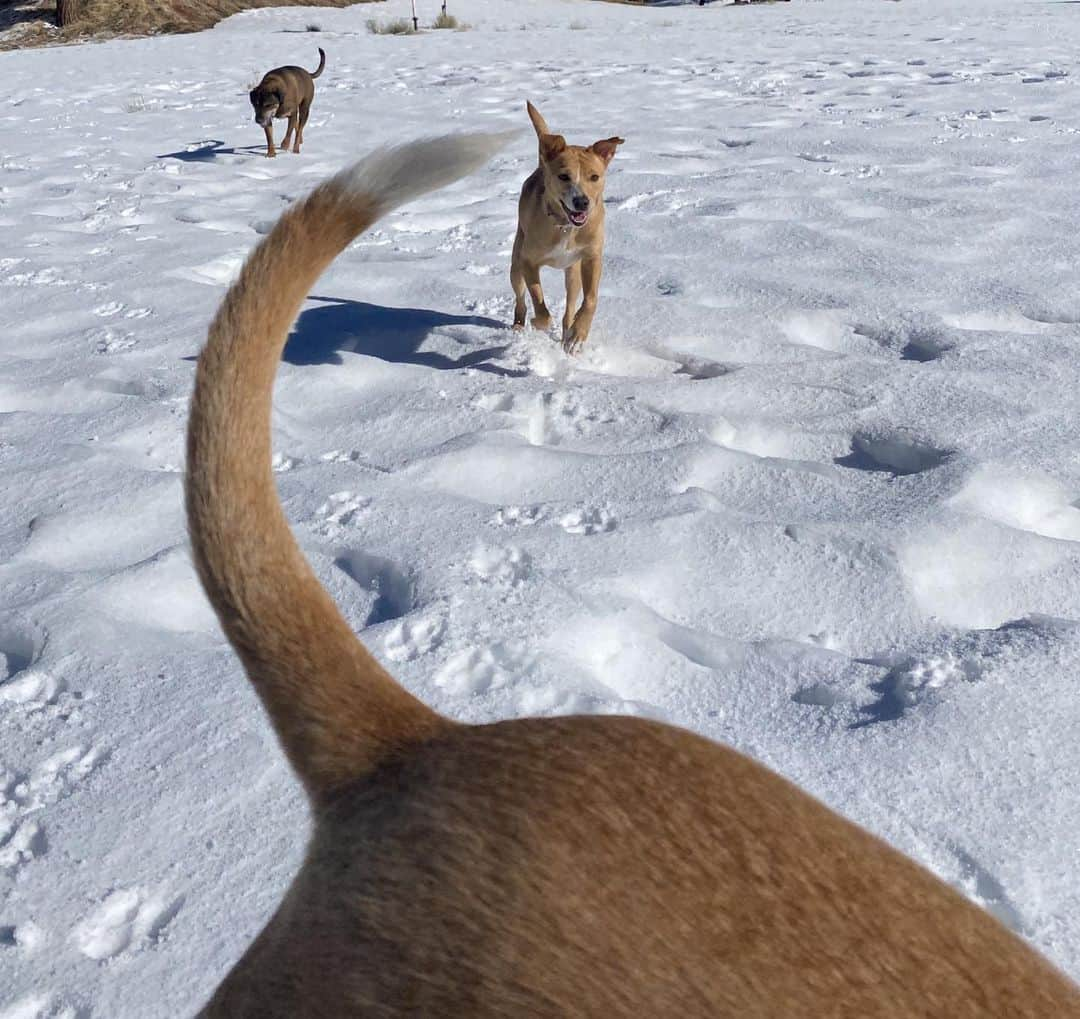 レベッカ・ウィソッキーのインスタグラム：「Happy snow puppies here to wish you a Happy New Year of the Ox! May it be healthy, joyful, prosperous & kind. #HappyLunarNewYear」