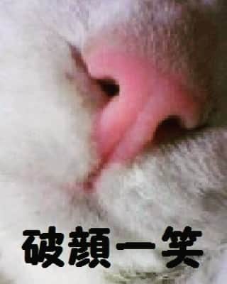 のインスタグラム：「四字熟ニャンシリーズ！モデルは、、、誰だろ？(笑) #猫 #ねこ #ネコ #もふもふ猫 #もふもふ #四字熟語」