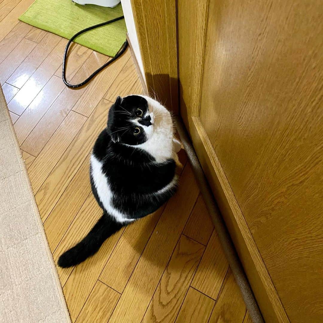 tiaichimaのインスタグラム：「Good morning!! ☀️おはムーギー‼︎  そこは立ち入り禁止だよー🚧  #牛柄組鼻まわり汚れ隊 #ムチムチッコ #ムーギー#MuuGieeboy#cat#neko#ねこ#neko#ネコ#スコティッシュフォー ルド#ScottishFold#まんじゅう部」