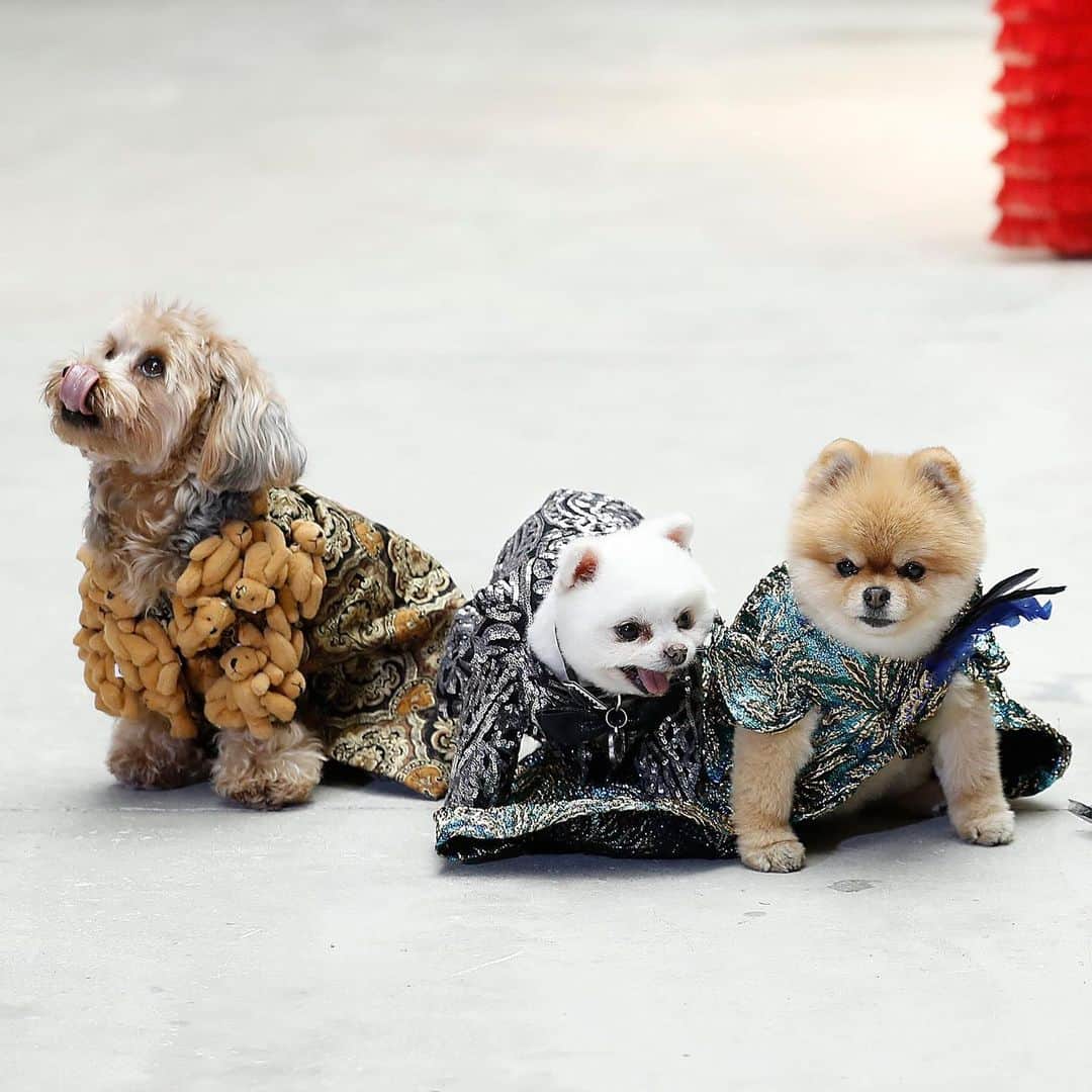 E! Onlineさんのインスタグラム写真 - (E! OnlineInstagram)「Canines on the catwalk? Groundbreaking (and heckin' adorable). #NYFW (📷: Getty)」2月13日 8時33分 - enews
