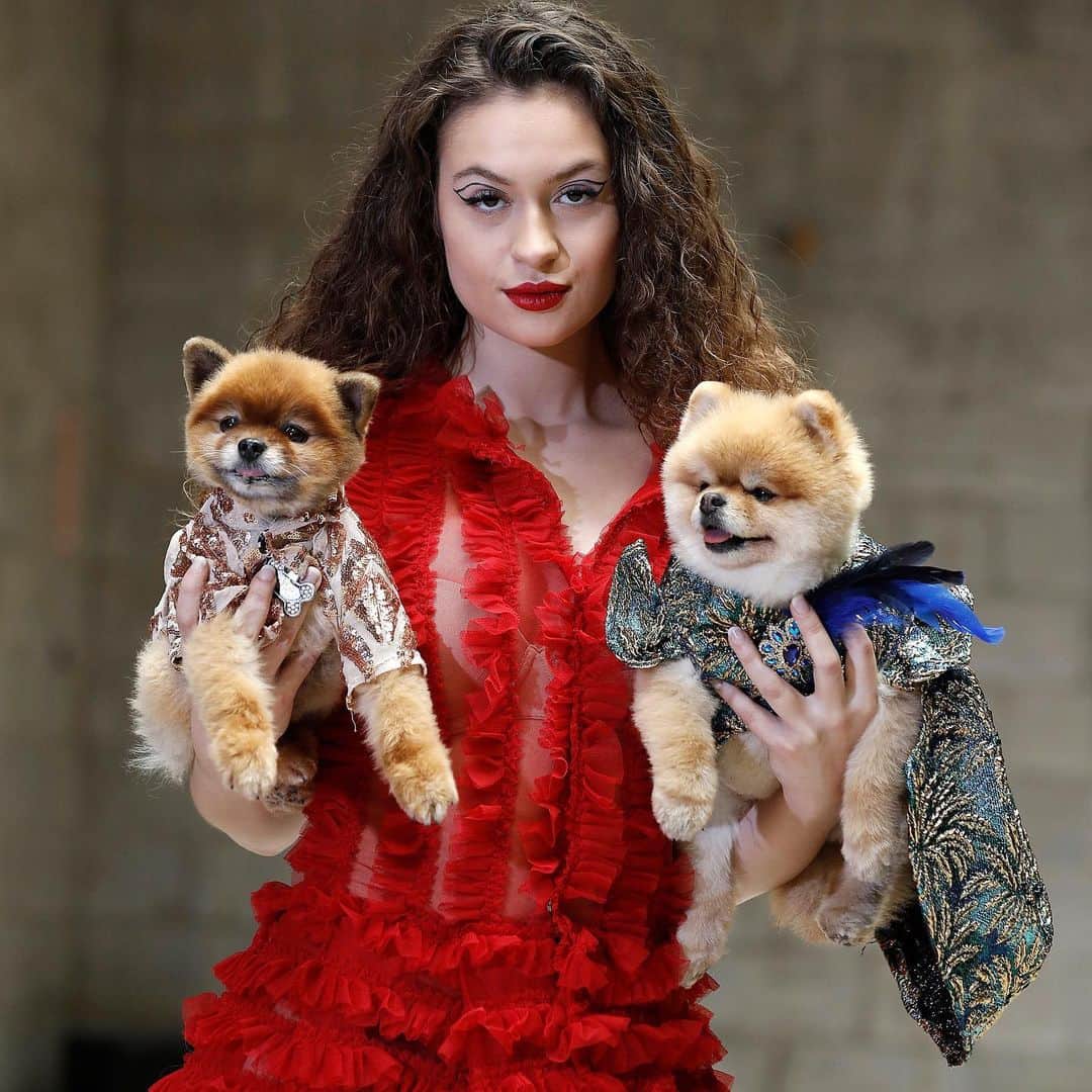 E! Onlineさんのインスタグラム写真 - (E! OnlineInstagram)「Canines on the catwalk? Groundbreaking (and heckin' adorable). #NYFW (📷: Getty)」2月13日 8時33分 - enews