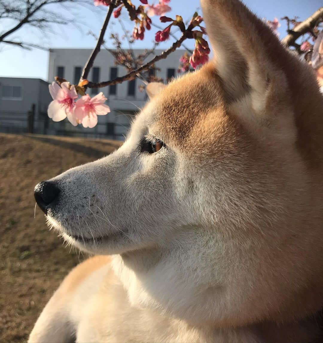 柴犬のモモのインスタグラム：「おはようございます。季節は巡る。 #河津桜 咲き始めてます #いぬ #イヌ #犬 #柴犬 #赤柴 #日本犬 #犬バカ部 #ふわもこ部 #いぬら部 #癒しわんこ #柴犬マニア #犬のいる暮らし #口角キュキュッと部 #shiba #shibainu #shibadog #dogstagram #dogsofinstagram #shibastagram #shibasofinstagram #shibamania #inu #instadog #toyota_dog」