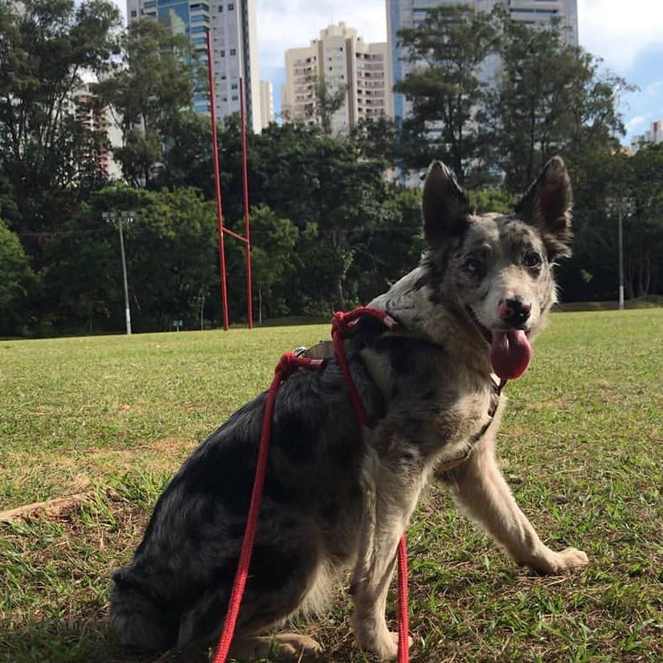 ガブリエル・モラエスのインスタグラム：「PROCURA-SE Fugiu de casa nas proximidades da Vila Casoni - Londrina, Atende pelo nome de Flora Oferecemos recompensa (43)99974-4799 AJUDEM A COMPARTILHAR POR FAVOR!!!」