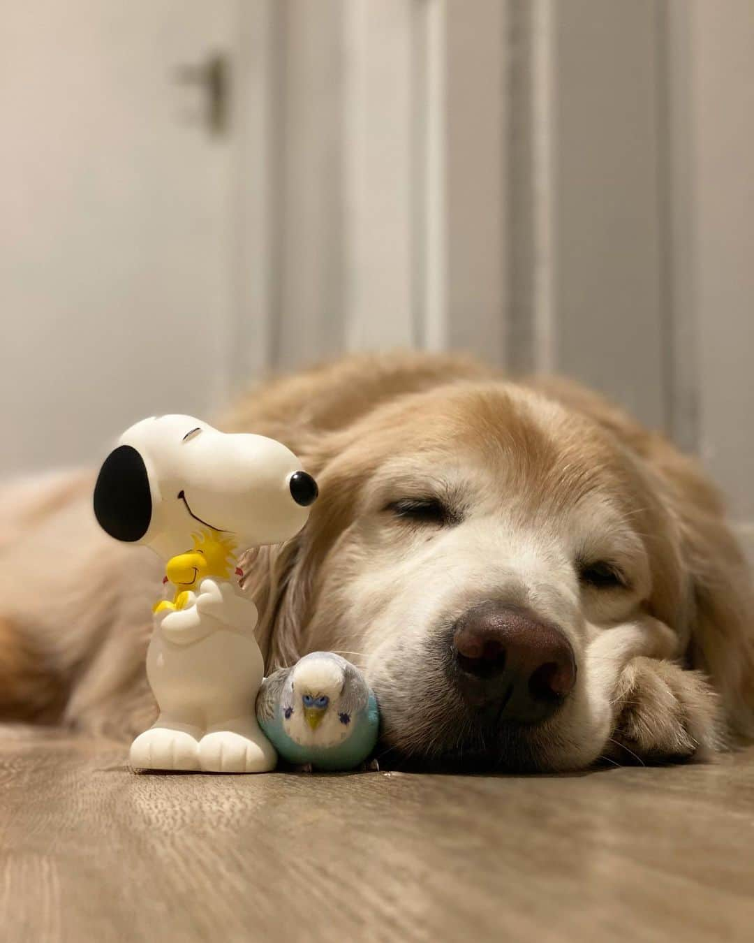 Bobさんのインスタグラム写真 - (BobInstagram)「Team Bobito 🥰  . . #pets #photooftheday #petsofinstagram #instagrammers #instagram #instadaily #vejasp #goldenretriever #goldenretrievers #goldenretrieversofinstagram #dogs #dogstyle #dogoftheday #dogsofinstagram #saopaulo #gudfriends #photography #BobitoLovers」2月13日 9時15分 - bob_marley_goldenretriever