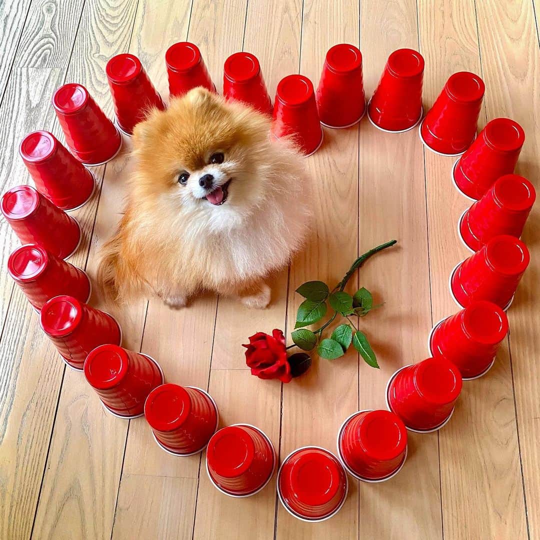 Monique&Gingerのインスタグラム：「Ginger doesn’t want to go “Solo” on Valentine’s Day❤️😅Any takers out there?🤵🏻‍♂️🌹Wishing everyone a great Valentine’s Day weekend!💌」