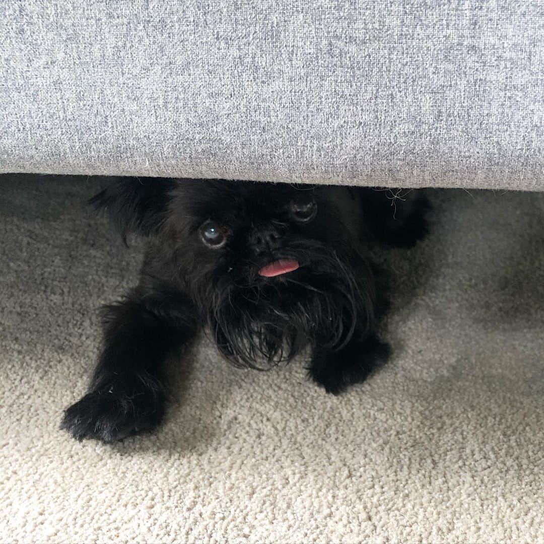 Digby & Aloさんのインスタグラム写真 - (Digby & AloInstagram)「I used to be scared of the monsters under the bed, until the monster under the sofa told me they’re just misunderstood.」2月13日 9時22分 - digbyvanwinkle