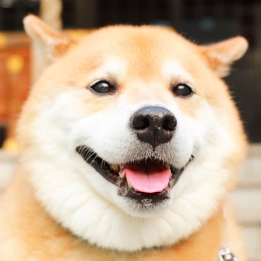 まる（まるたろう）のインスタグラム：「Good morning!✨🐶✨まるい顔って言われ続けて13年 #最近少しだけだけど #確かに少しだけまるいかなって #思い始めてきた #少しだけね」