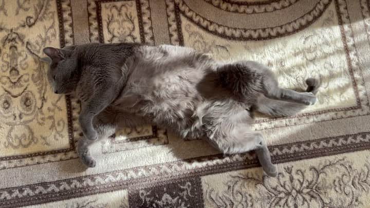 のインスタグラム：「お腹を☀️で温めるこてつ .  #warminguphisbelly  #kotetsu #happycaturday .  #catvideo #猫動画  #cat #russianblue #猫 #ねこ #ロシアンブルー #chat  #gato #greycat  #greeneyes #emeraldeyes #ふわもこ部 #にゃんすたぐらむ  #みんねこ  #INSTACAT_MEOWS #catstocker #meowsandwoofs #excellent_cats #meowvswoof  #TopCatPhoto  #cutepetclub #IgAnimal_Snaps #cat_features #bestmeow #petoftoday」