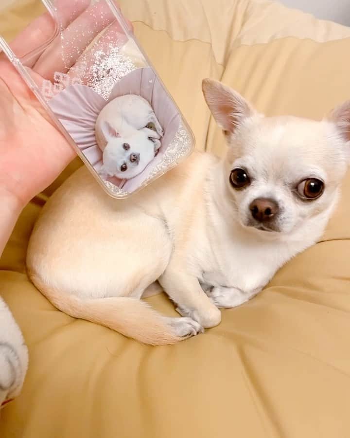 巴田みず希のインスタグラム：「無印良品 @muji_global の人をダメにするソファが、小晴くんのお気に入りソファになってます♡  その可愛い小晴くんの写真で、iPhoneケースを、また作ったよ☺️✨  #無印良品 #人をダメにするソファ #犬もダメになる #muji #スマホケース #スマホケース手作り #iphone12 #チワワ #愛犬との暮らし #愛犬グッズ #スマホケースデザイン #グリッターケース #doglover #chihuahuastagram #いぬすたぐらむ #チワワデザイン」