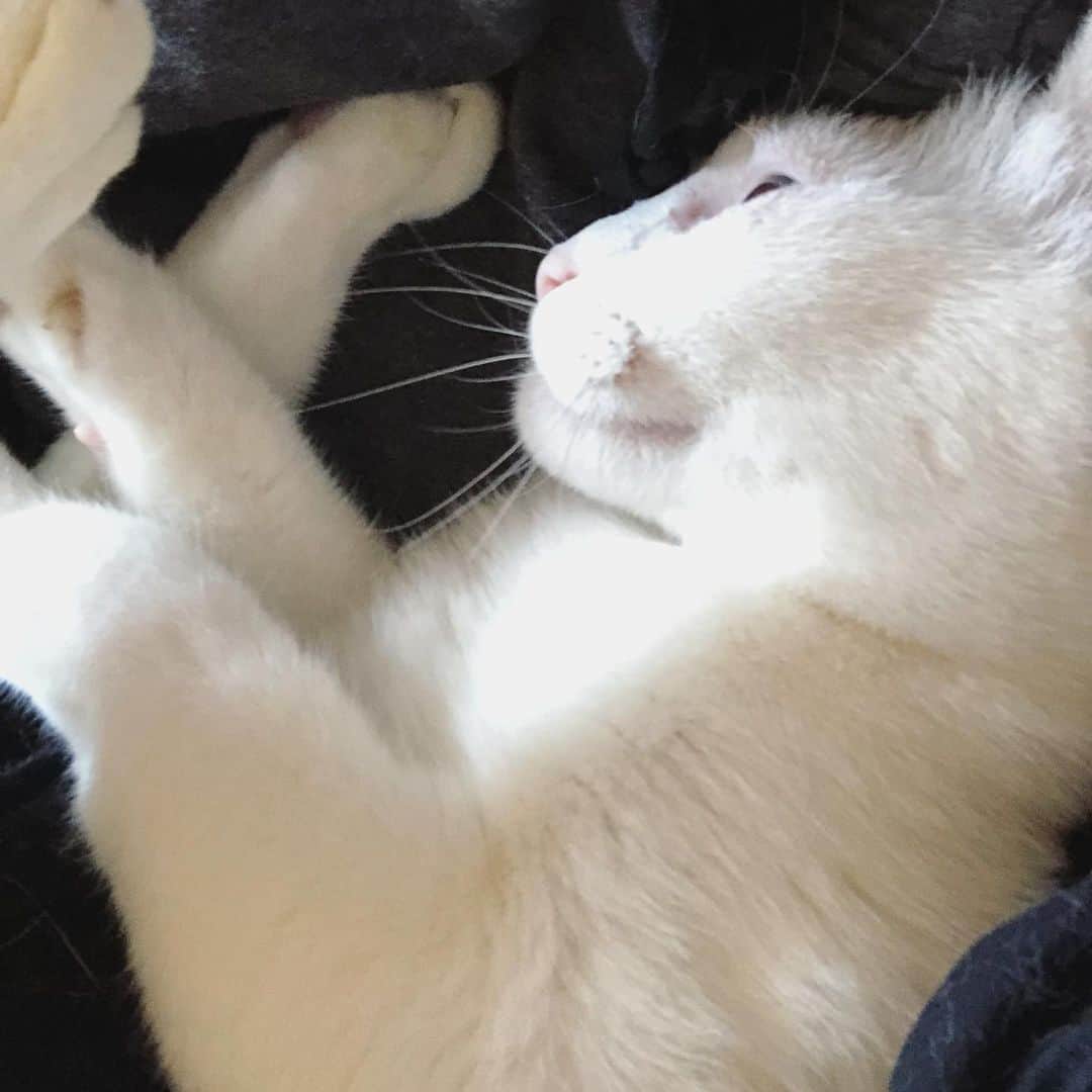 のインスタグラム：「3枚ねこる。 #八おこめ」