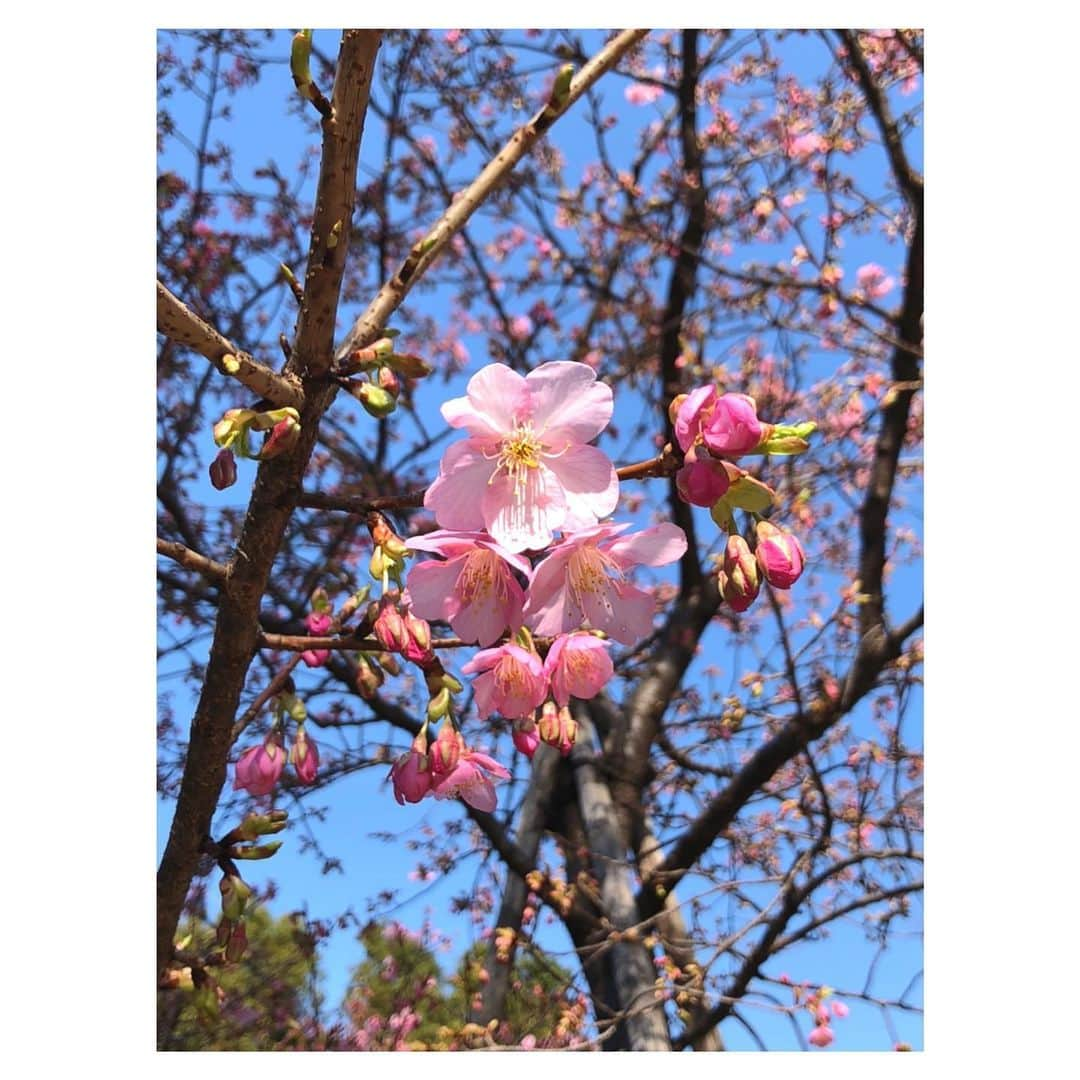 理絵さんのインスタグラム写真 - (理絵Instagram)「おはようございます、良い一日を🌸  #桜 #河津桜 #벚꽃 #ciliegio #cherryblossom #kirschblüten #flowers #fiore #花 #꽃 #blume #tokyo #japan」2月13日 9時44分 - ____rie____