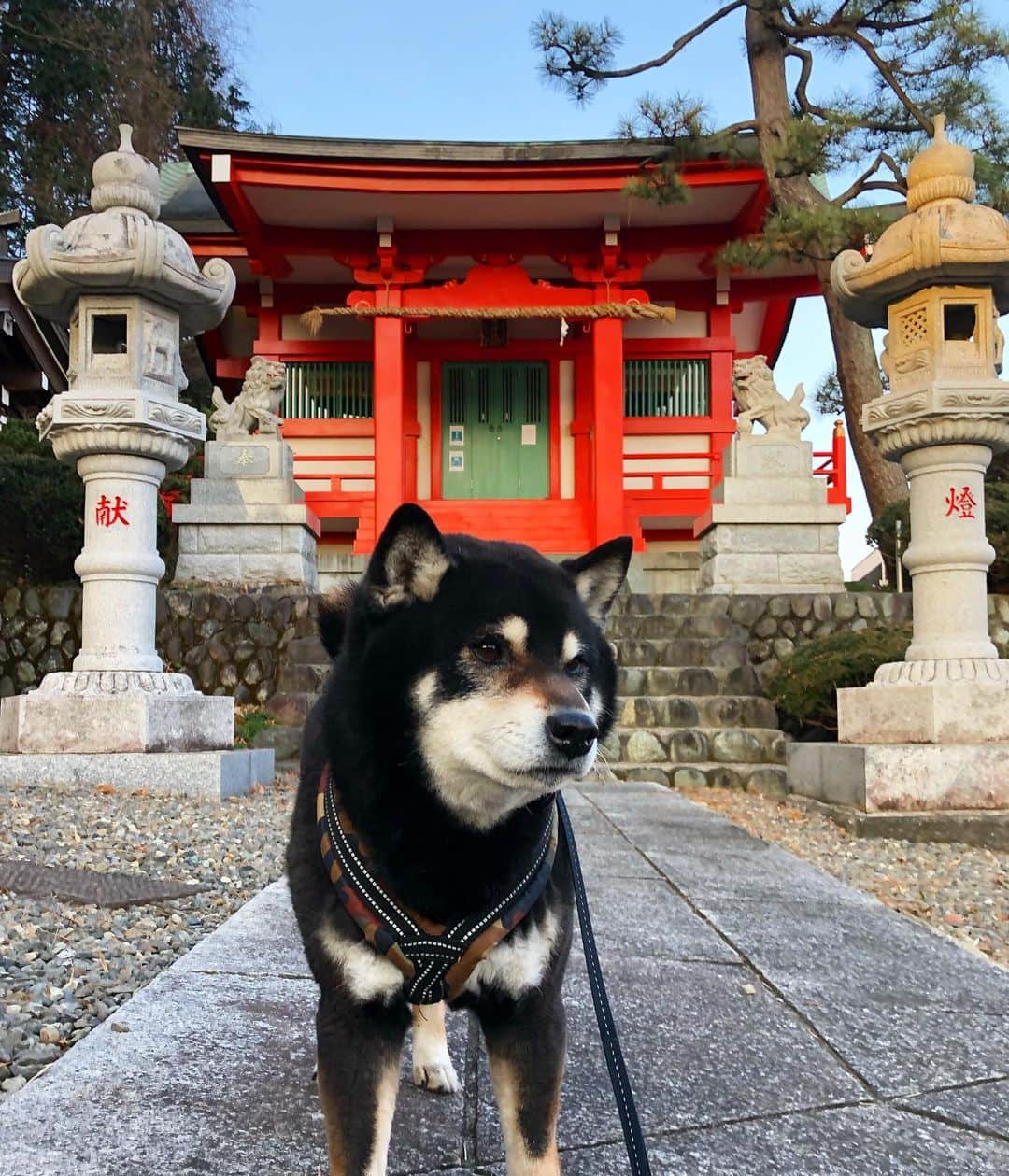 小川博永さんのインスタグラム写真 - (小川博永Instagram)「暖かくなるそうで。  #今朝まる #ししまる #dog #dogs #柴犬 #黒柴」2月13日 10時01分 - ogawahironaga