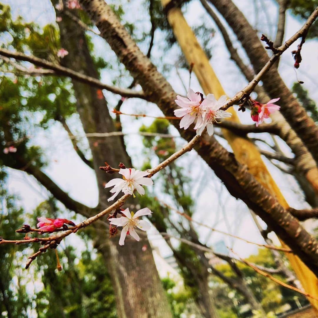 梶有紀子さんのインスタグラム写真 - (梶有紀子Instagram)「. 小さく花開く春 日々の中にも咲かせていきたい . #十月桜 #小さな春 #花開く #桜 #cherryblossom . . . #梶有紀子 #yukikokaji #シンガーソングライター #弾き語り #ギター弾き語り #ギター女子 #ギター好きな人と繋がりたい #jpopmusic #japanesemusician #singerslife #japanesesong #音楽好きな人と繋がりたい #instamusiciansdaily #musiciandaily #音楽家 #日常の幸せ #シンガーソングライターと繋がりたい」2月13日 10時28分 - kajiyukiko1112