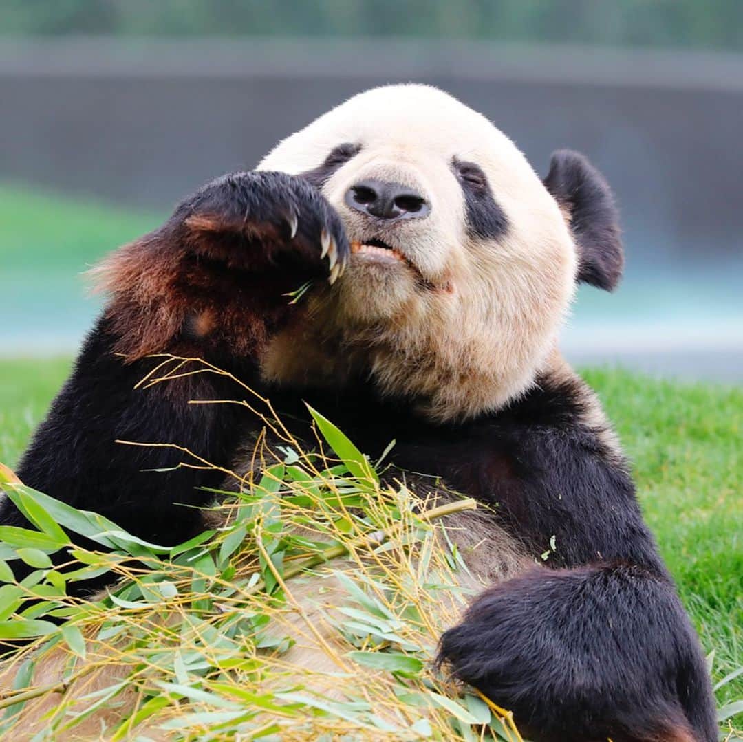 のインスタグラム：「#永明 as great father 浜家 in adventure world. i appreciate u. 🐼😊🐼 #photography #adventureworld #アドベンチャーワールド #ADVENTUREWORLDPANDAS #baby #HELLOLITTLE #pandamental #hellopanda #ハローリトル #ハローパンダ #パンダグラビア #パンダ　and #panda #pandababy 🐼🐼🐼」
