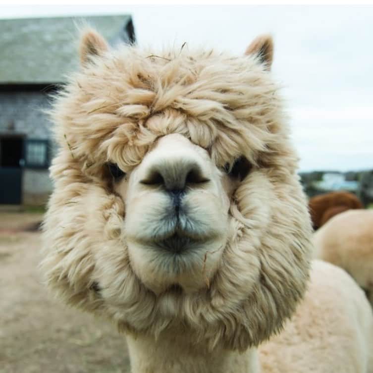 ザ オフィス オブ アンジェラ スコットのインスタグラム：「because sometimes a cute alpaca makes you forget that you haven’t been in a social setting for close to a year.」