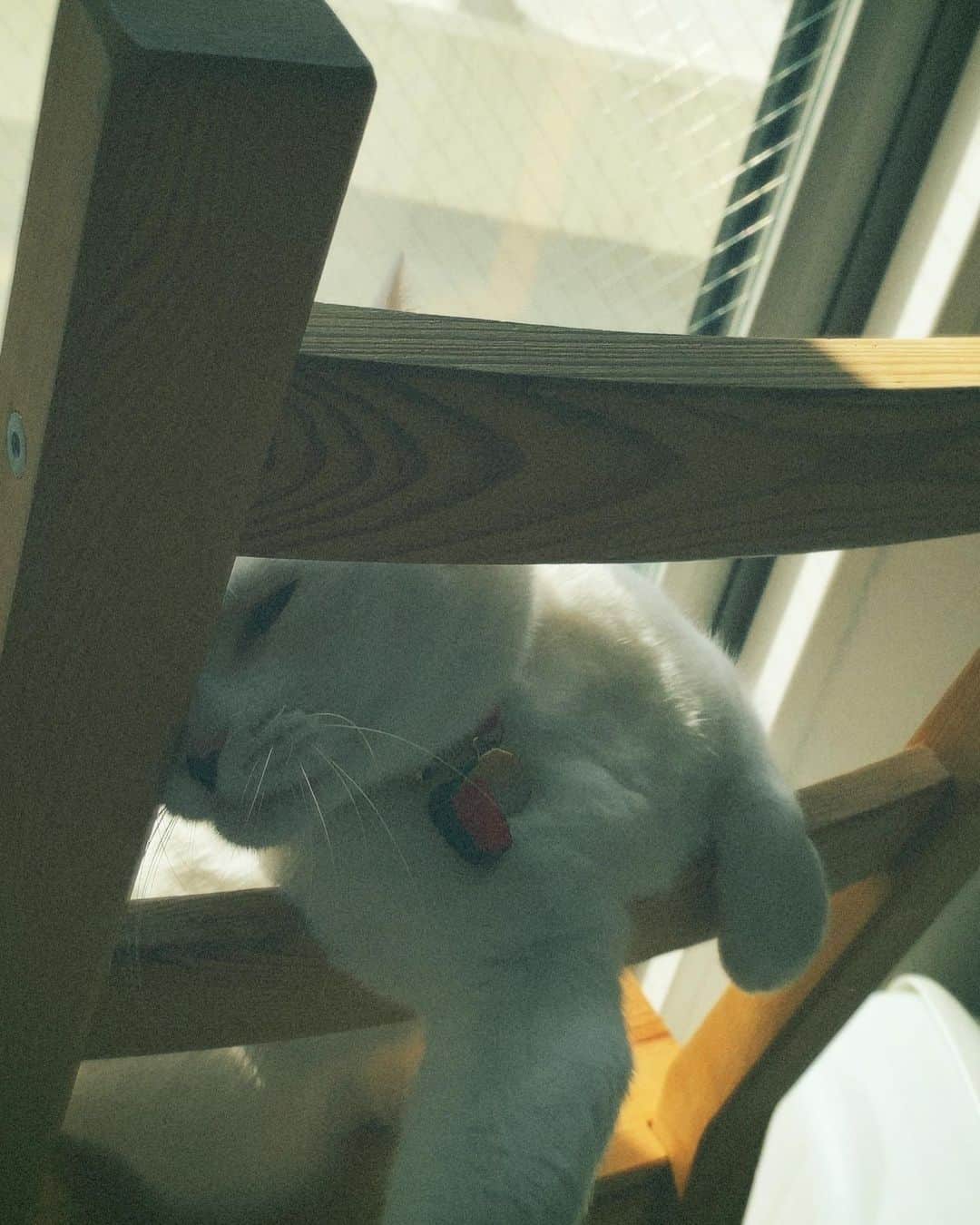 佐藤乃莉さんのインスタグラム写真 - (佐藤乃莉Instagram)「おすし  #love#family#cat#おすし」2月13日 11時00分 - nori_sato_