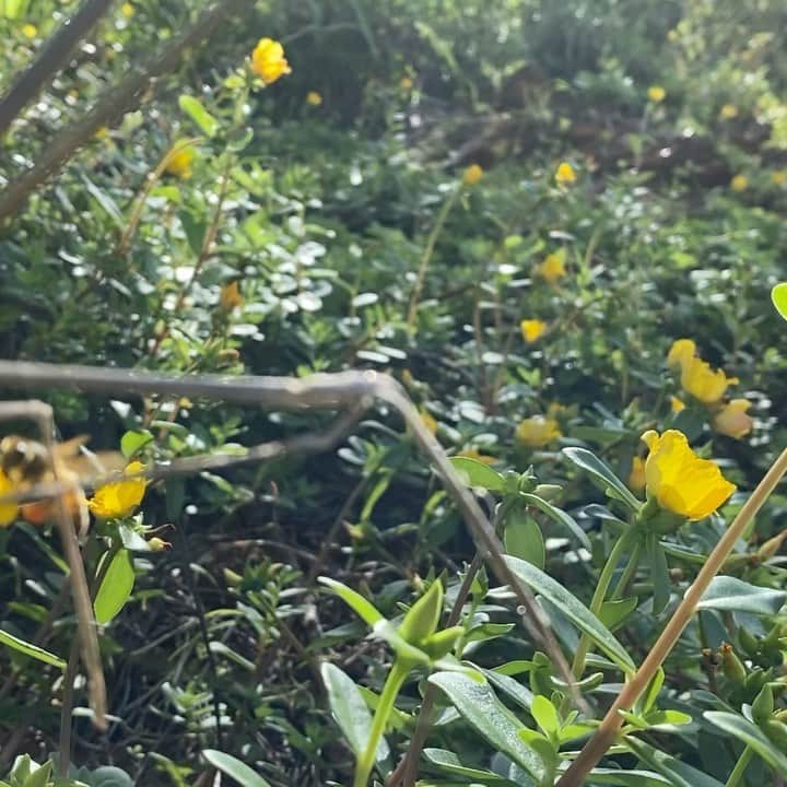 エビアン・クーのインスタグラム：「Honey bees are so special I love them not only because they work so hard, they are very important in our ecosystem.They travel with low magnetic fields & frequency waves. How crazy is that!  • Today is another beautiful day, happy luna year!  The year of Metal Ox will rule. This year is a change for all of us, a year to accept for what things are, and mostly be healthy. May all the blessing of new year come your way!!  • 新年快乐 🐮🐮🐮 ・ 今日は旧正月で新年を迎えます ポジティブポジティブって 言うけどそれが できなければ それはそれで良いし 自分に厳しくしすぎない 自分のペース 自分らしく 生きる そんな一年を過ごしたいと 思ってます。 ・ いつもコメントで 光と愛を感じてるよ 本当にありがとう」