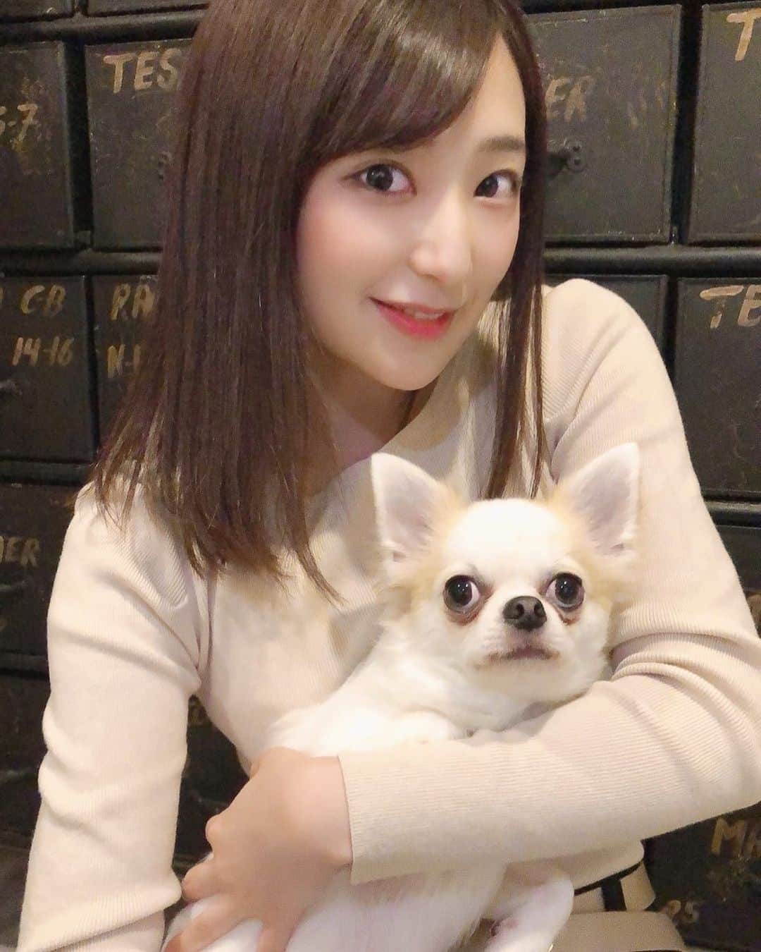 ミクのインスタグラム：「. . カメラの上のお土産に 夢中なシエル様💙 愛おしさ全開。 . 行ってきます♡ . . 　#チワワ　#わんちゃん　#可愛いは正義 #バレンタイン #cutedog #instagood #강아지 #좋아요」
