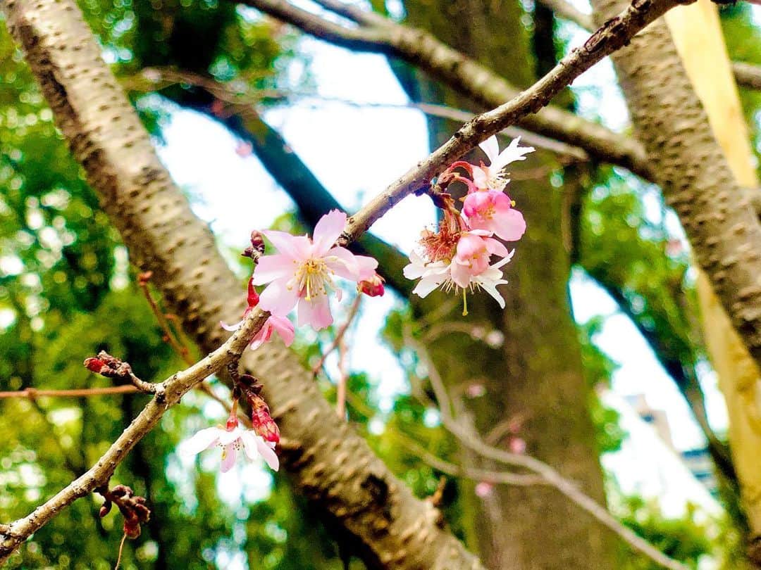 越野翔子のインスタグラム：「『十月桜』 10月生まれやから 運命感じる(笑)。  #桜　#十月桜　#運命　#散歩始めました」
