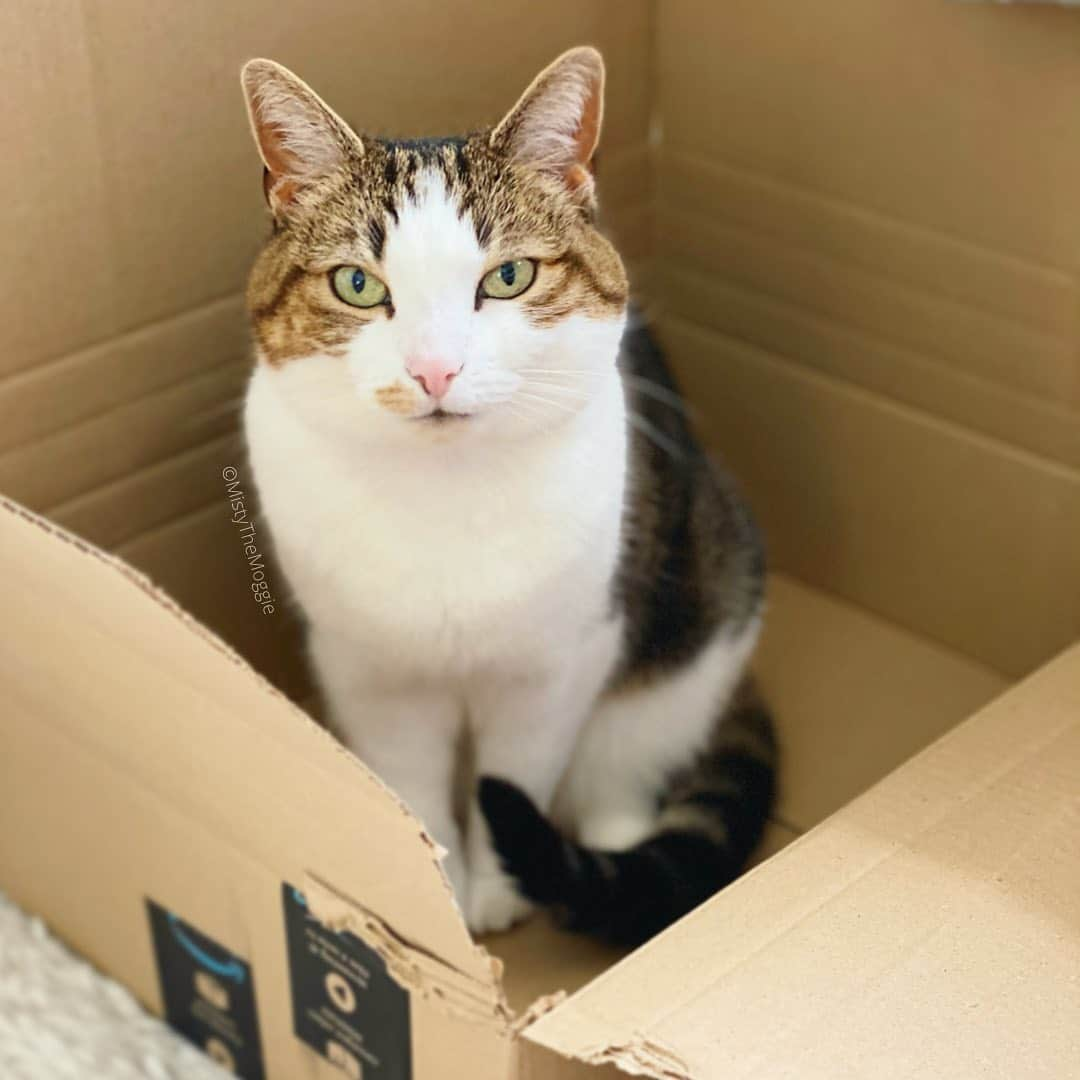 Misty The Moggieのインスタグラム：「A new box! 😻 Do you like cardboard boxes? 📦」