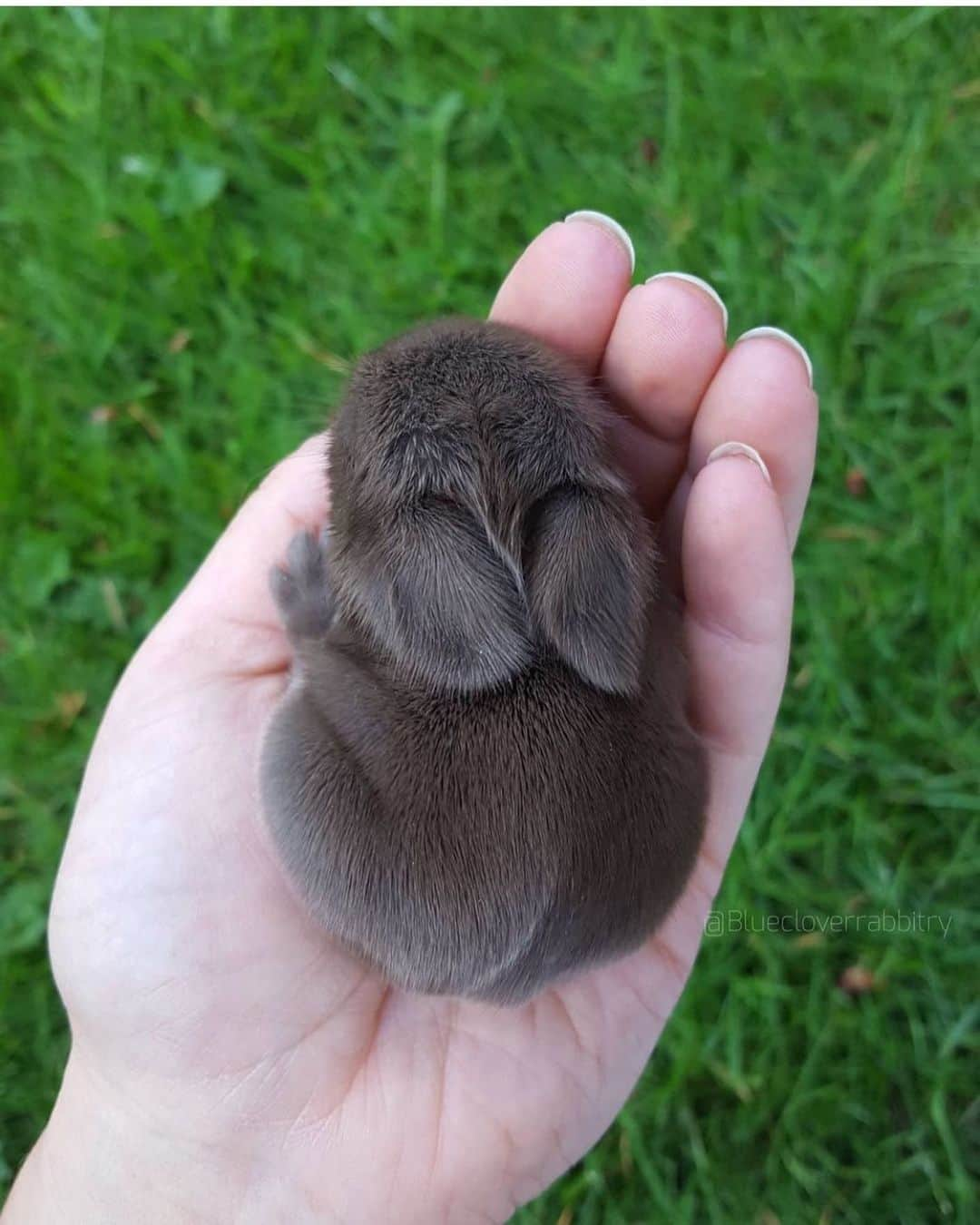 animals.coのインスタグラム：「So cute 🐰😍 Photography by @bluecloverrabbitry」