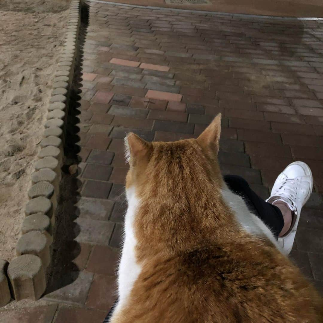 キム・ジョンモさんのインスタグラム写真 - (キム・ジョンモInstagram)「길냥이 무릎냥 만들 확률 몇% 인가요?🤔집사님들 알려주세요😺#울집앞공원#길냥이#무릎냥#짱귀」2月13日 20時59分 - pureandsexy